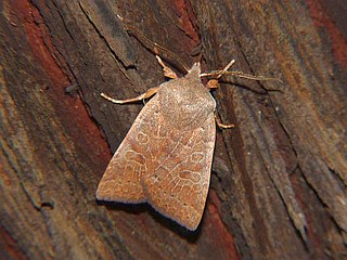 Agrochola evelina
