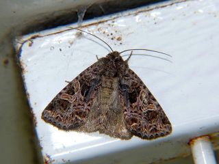 Sideridis honeyi honeyia