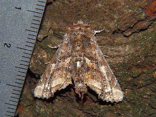 Eutelia geyeri