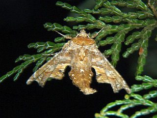 Eutelia geyeri
