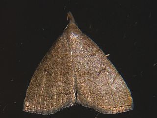 Herminia dolosa
