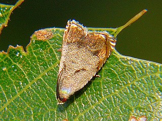 Andrioplecta pulverula