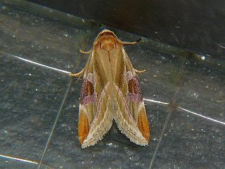 Micardia pulchra