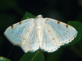 Lomographa bimaculata subnotata