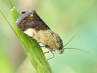 Acontia bicolora