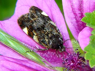 Acontia bicolora