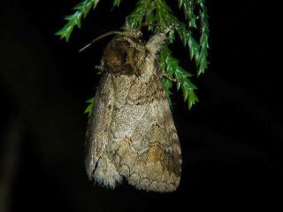 Neodrymonia delia