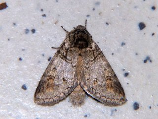Neodrymonia delia