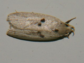 Scythropiodes issikii