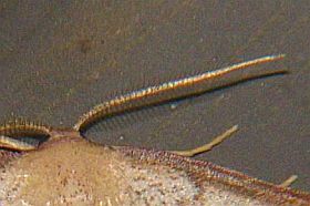 Pylargosceles steganioides steganioides