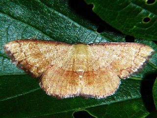 Pylargosceles steganioides steganioides