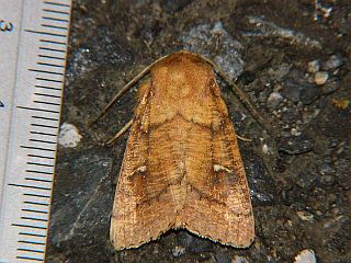 Mythimna turca