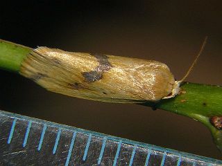 Naranga aenescens