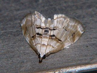 Trichophysetis cretacea