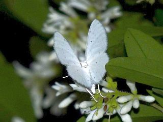 Lamprocabera candidaria