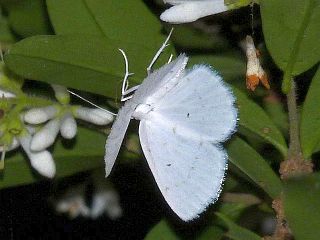 Lamprocabera candidaria