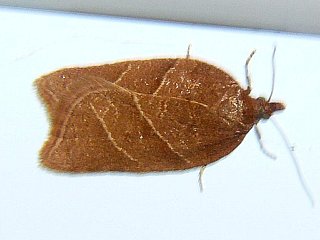Acleris platynotana