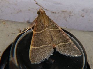 Orthopygia glaucinalis