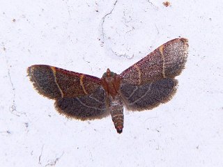 Orthopygia glaucinalis