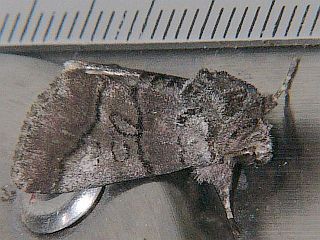 Protomiselia bilinea