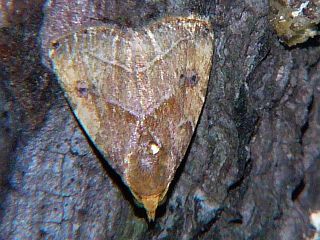 Rivula inconspicua