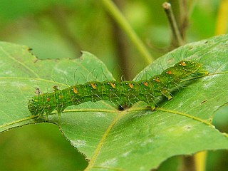 Xanthodes transversa