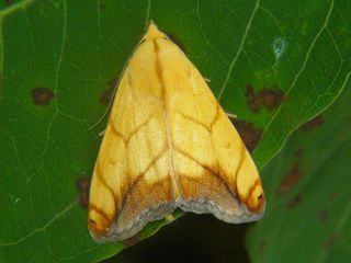 Xanthodes transversa