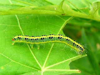 Xanthodes transversa