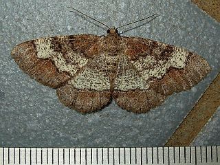 Rikiosatoa grisea grisea