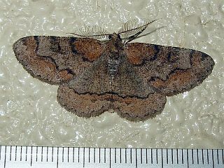 Rikiosatoa grisea grisea