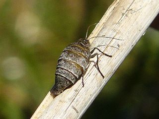 Nyssiodes lefuarius