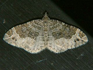 Xanthorhoe saturata