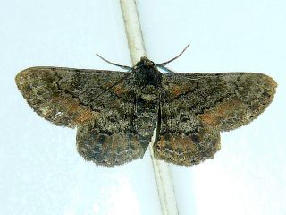 Cleora repulsaria
