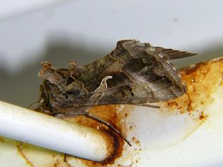 Autographa gamma