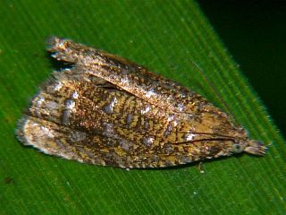 Enarmonia major