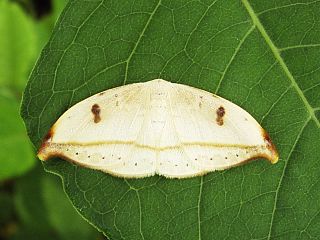 Callidrepana patrana