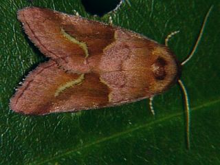 Plusilla rosalia