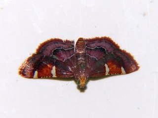 Pyralis albiguttata