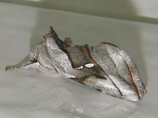 Macdunnoughia purissima