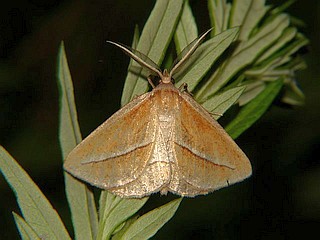 Chariaspilates formosaria