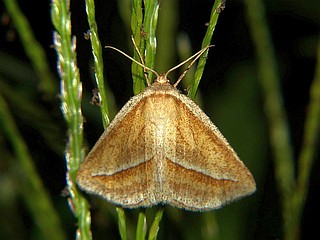 Chariaspilates formosaria