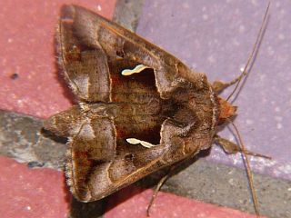 Erythroplusia rutilifrons