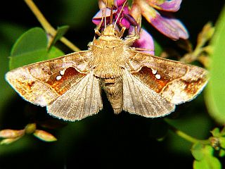 Erythroplusia rutilifrons