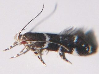 Labdia niphosticta