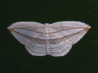 Acropteris iphiata