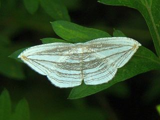 Acropteris iphiata