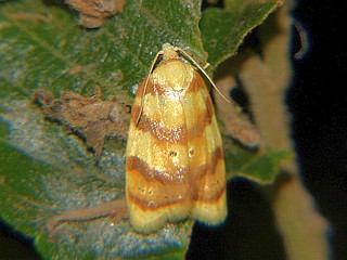 Acleris leechi