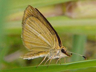 Leptalina unicolor