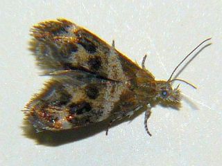 Choreutis hyligenes