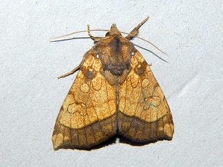 Gortyna fortis